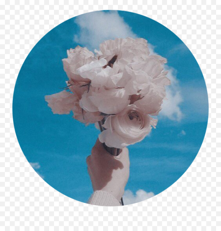 Whiterose Bluesky Aesthetic Background Tumblr Roundobje - Background Aesthetic Sky Blue Png,White Rose Transparent Background