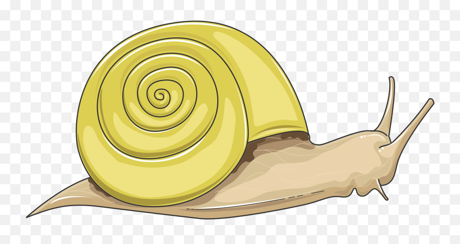 Snail - Servier Medical Art Snail Png,Snail Png