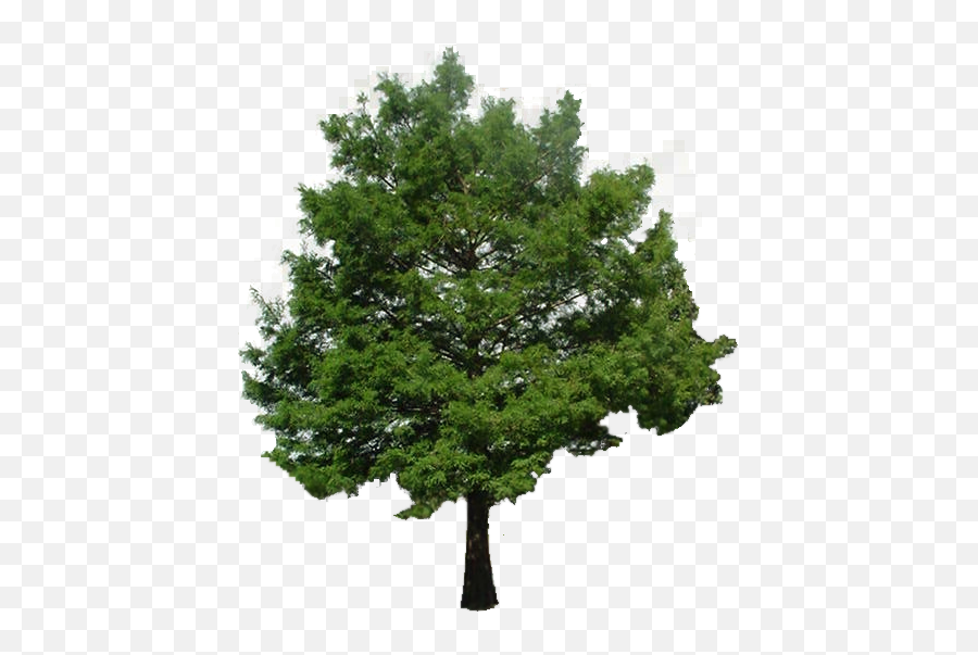 Bald Cypress Tree Transparent Png - Png Tree No Background,Cypress Tree Png