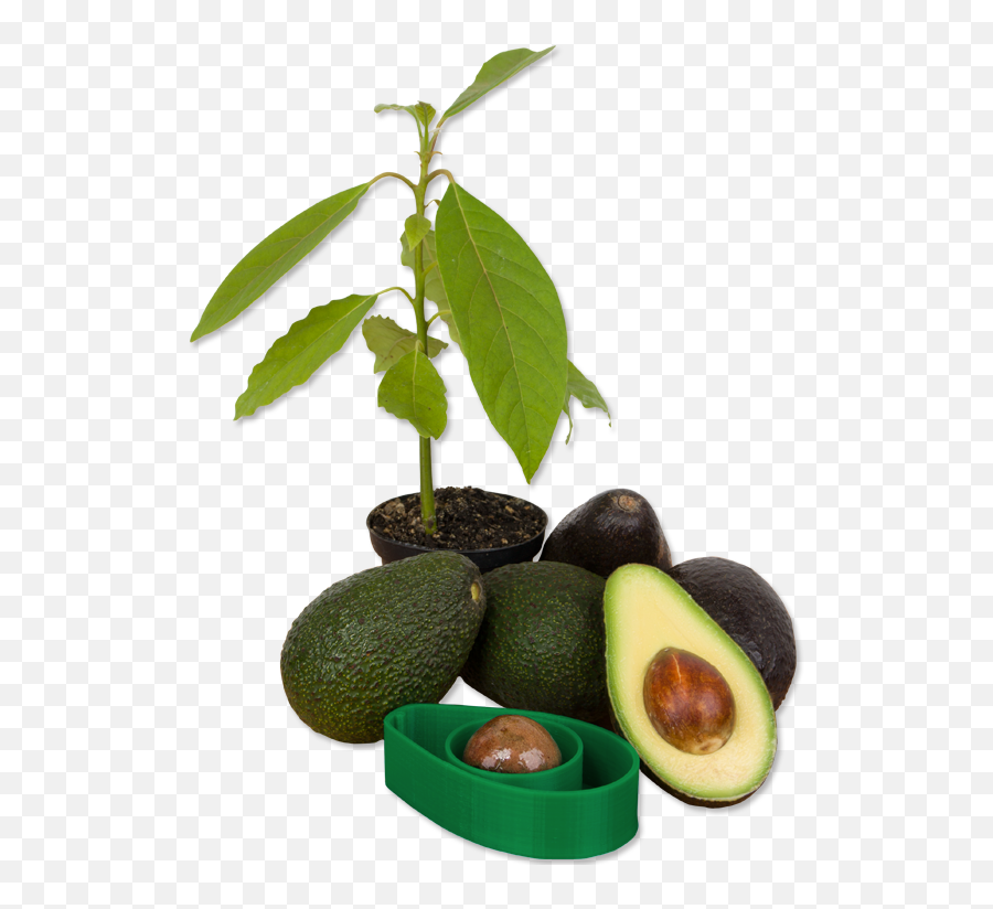 Avocados Png - Avocado Growing Process Seed 1646490 Vippng Avocado Plant Png,Avocado Transparent