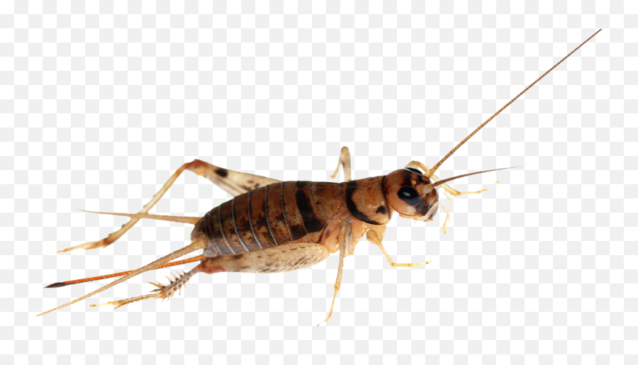 Download Cricket Insect Png Transparent - Uokplrs Insect Cricket Png,Insect Png