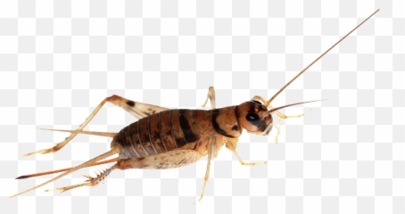 Download Cricket Insect Png Transparent - uokplrs