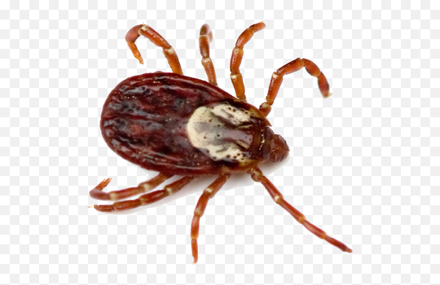 Bug Png - Rocky Mountain Spotted Fever Tick,Bug Png