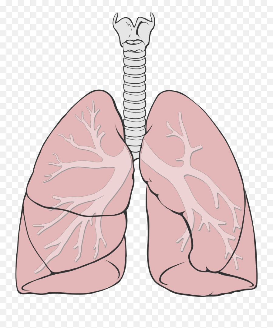 Png Lungs - Lungs Simple,Lung Png