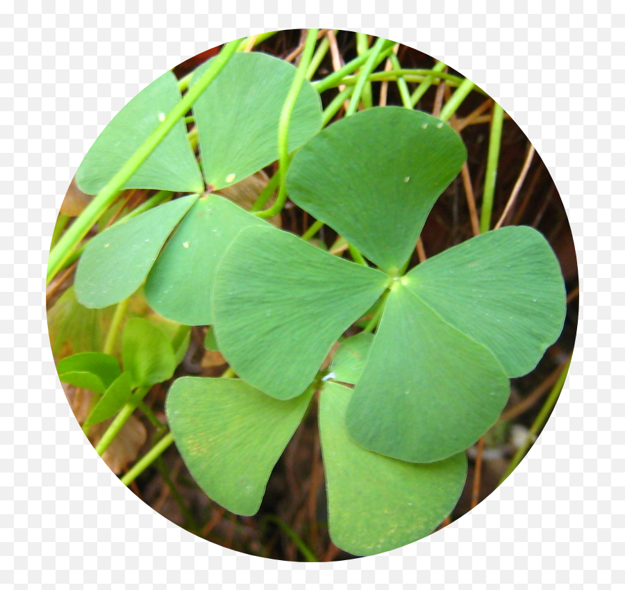 Four Leaf Clover - Lovely Png,Four Leaf Clover Transparent