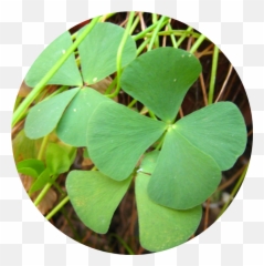 Four Leaf Clover - Lovely png