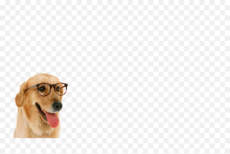 Funny Dog With Glass Png 1554311 - Png Images Pngio Dogs In Glasses,Funny Glasses Png