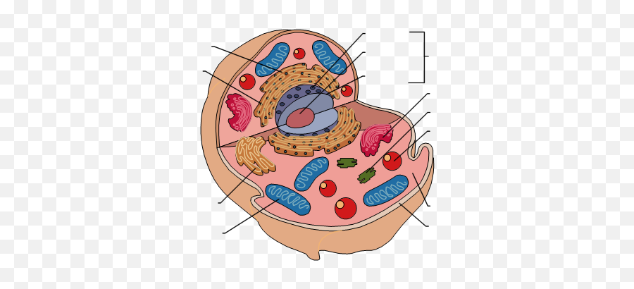 Free Animal Cell Png Download - Blank Animal Cell Diagram,Cell Png