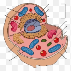Free Animal Cell Png Download - Blank Animal Cell Diagram,Cell Png