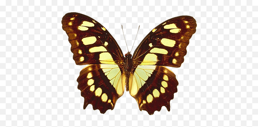 Png Transparent Brown And Yellow Real Butterfly Clipart - Butterfly Real Clipart,Butterfly Flying Png