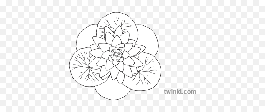 Lotus Flower 019092 Water Plant Buddhism Hinduism Symbol Ks1 - Boy Walking Black And White Png,Lotus Flower Icon