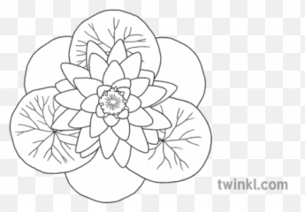 Lotus Flower 019092 Water Plant Buddhism Hinduism Symbol Ks1 - Boy Walking Black And White png