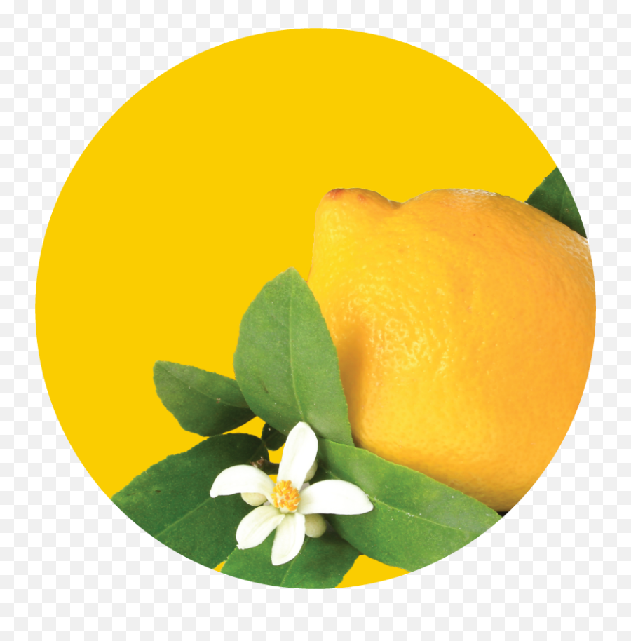 Lemon Leaf Thyme Nature - Inspired Scents Enviroscent Fresh Png,Plug With Leaf Icon