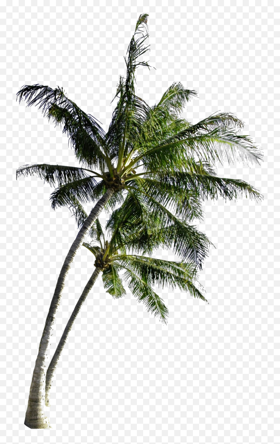 Coconut Tree Png Free Image All - Coconut Tree With Coconut Png,Free Tree Png