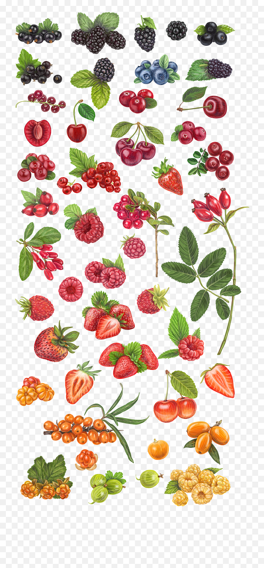 Fresh Berries Vector Illustration - Realistic Berries Drawing Png,Blackberry Icon Handdrawn