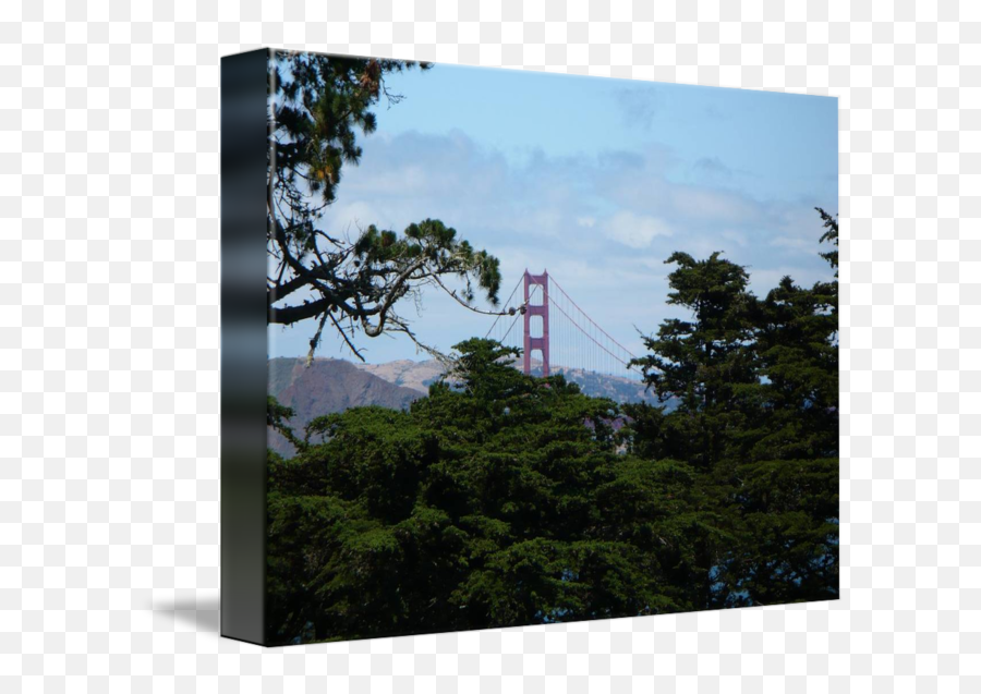 Golden Gate Through Tree Canopy By Danielle Groenen - Tree Png,Tree Canopy Png
