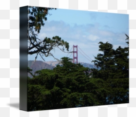 Golden Gate Through Tree Canopy By Danielle Groenen - Tree Png,Tree Canopy Png