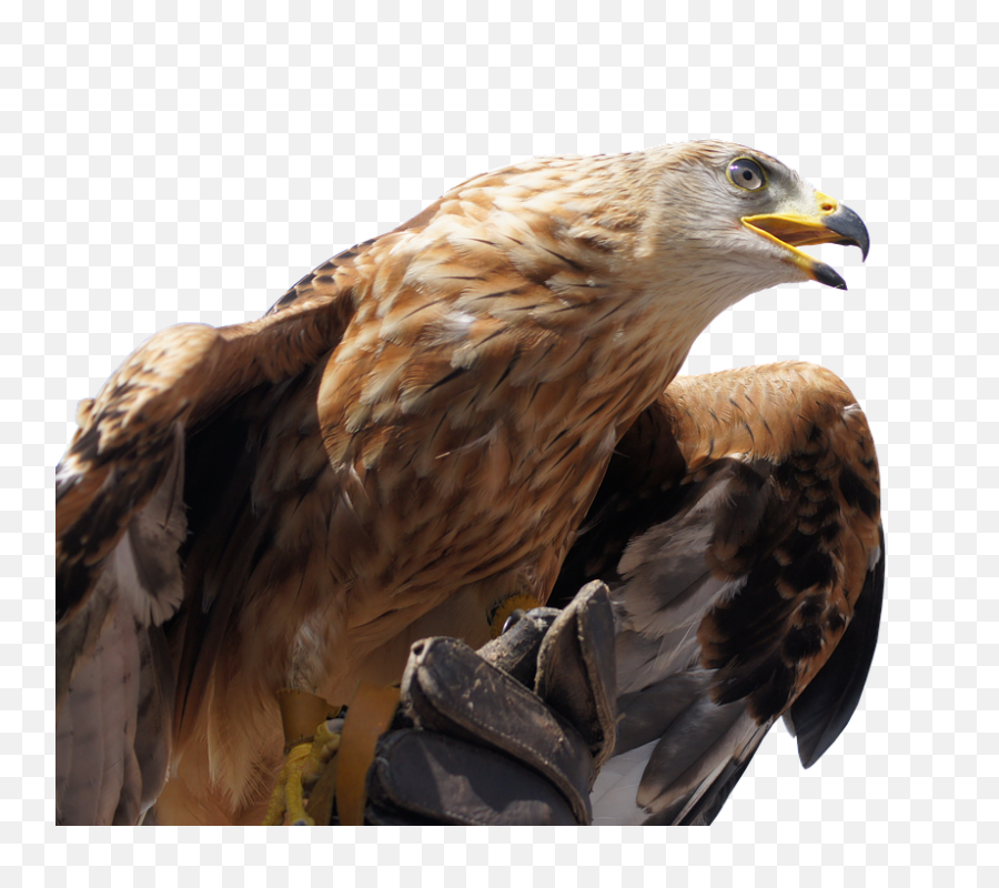 Golden Eagle Head Png - Pixabay Eagle,Eagle Head Png