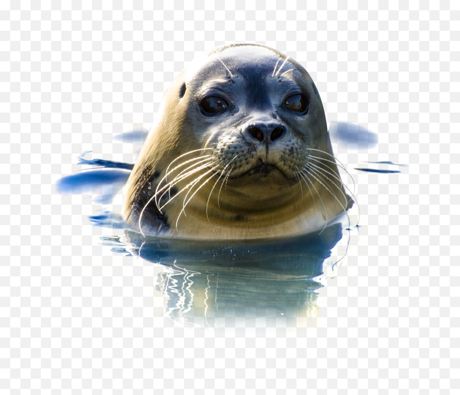 Seal Png Image - Sea Lion Transparent,Seal Png