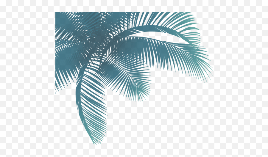 Download Hd Palmera Png - Palmeras Y Flores Png,Palmeras Png