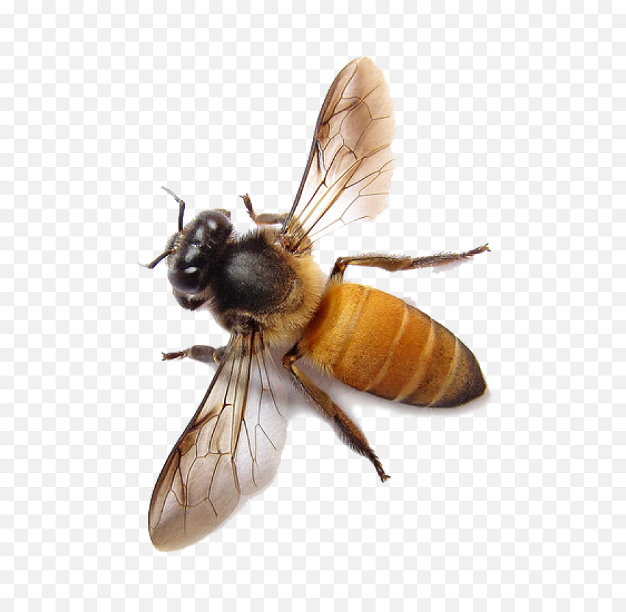 Download Bee Transparent Png - Honey Bee Transparent Background,Bee Transparent Background