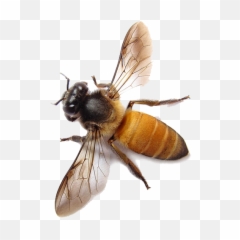 Download Bee Transparent Png - Honey Background