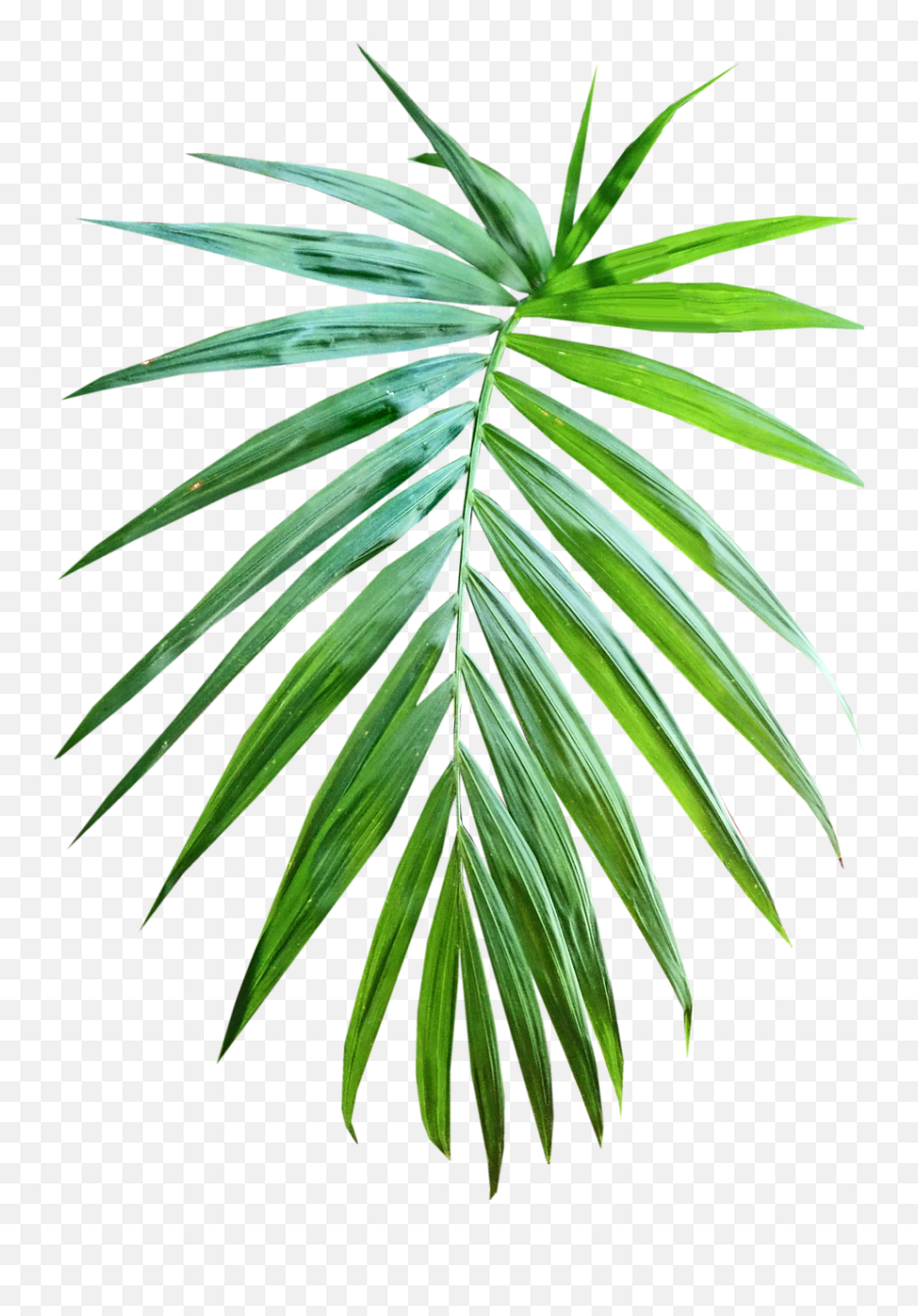 Palm Leaf Frond - Pond Pine Png,Palm Frond Png