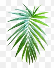 Palm Leaf Frond - Pond Pine png