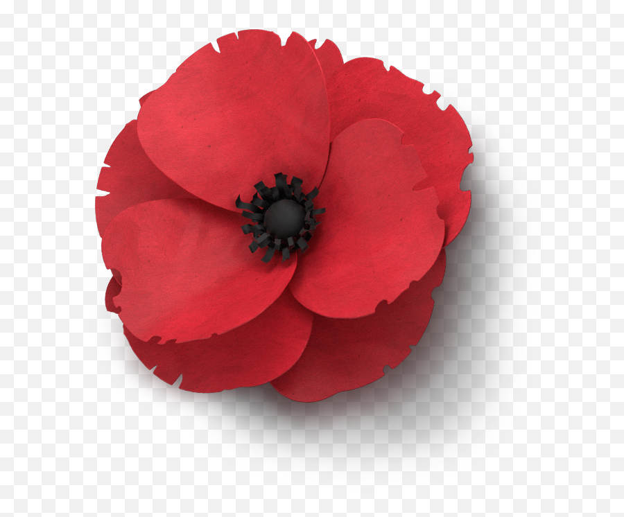 Clip Art Remembrance Day - Single Poppy Flower Anzac Png,Poppy Png