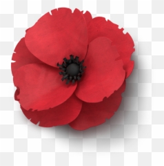 Clip Art Remembrance Day - Single Poppy Flower Anzac Png,Poppy Png