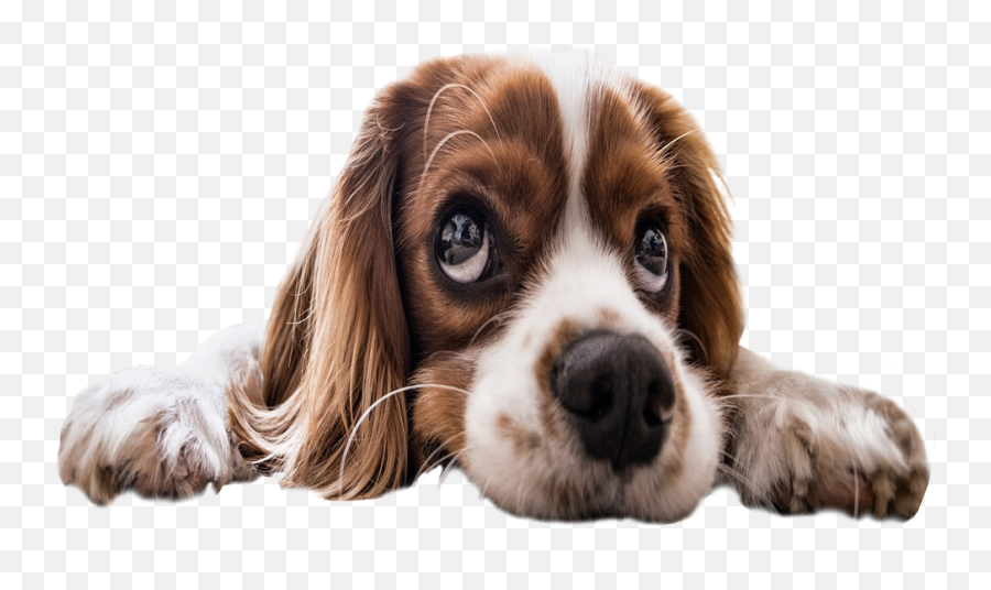 Sad Puppy Eyes Transparent Background Png Image Free - Puppy With Transparent Background,Eyes Transparent