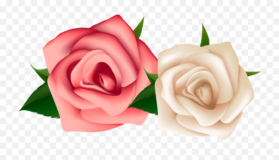 Watercolor Blush Pink And White Roses C - Pink And White Roses Png,White Roses Png