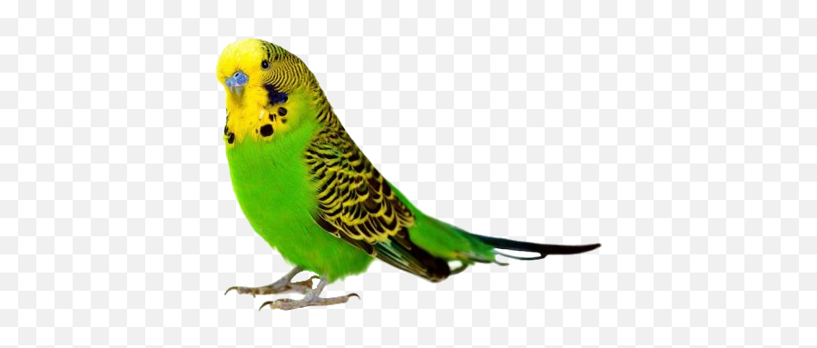 Parakeet Png Image - Bird White Background Hd,Parakeet Png