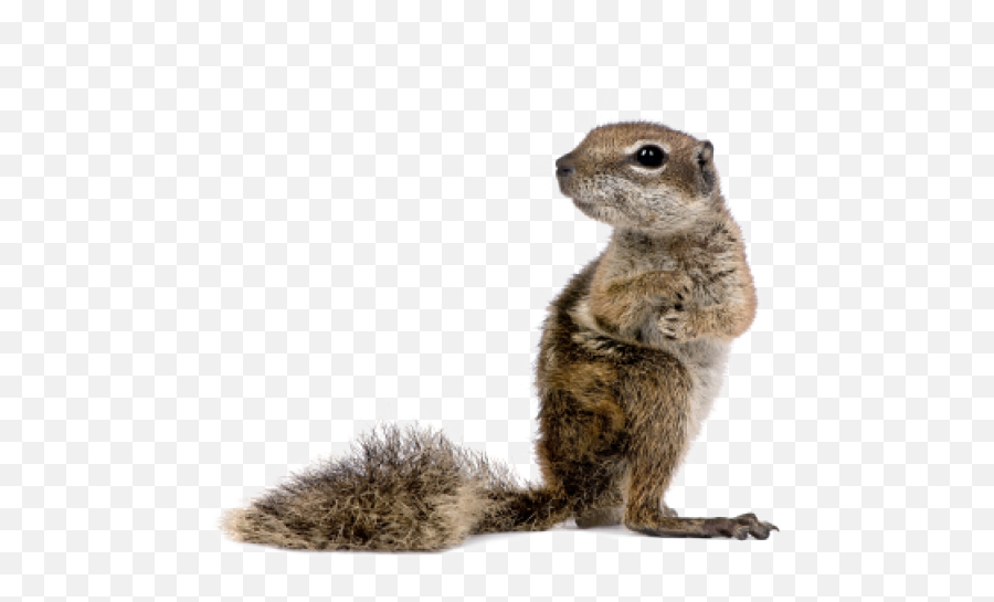Baby Squirrel Transparent Background - Ground Squirrel Png,Squirrel Transparent Background