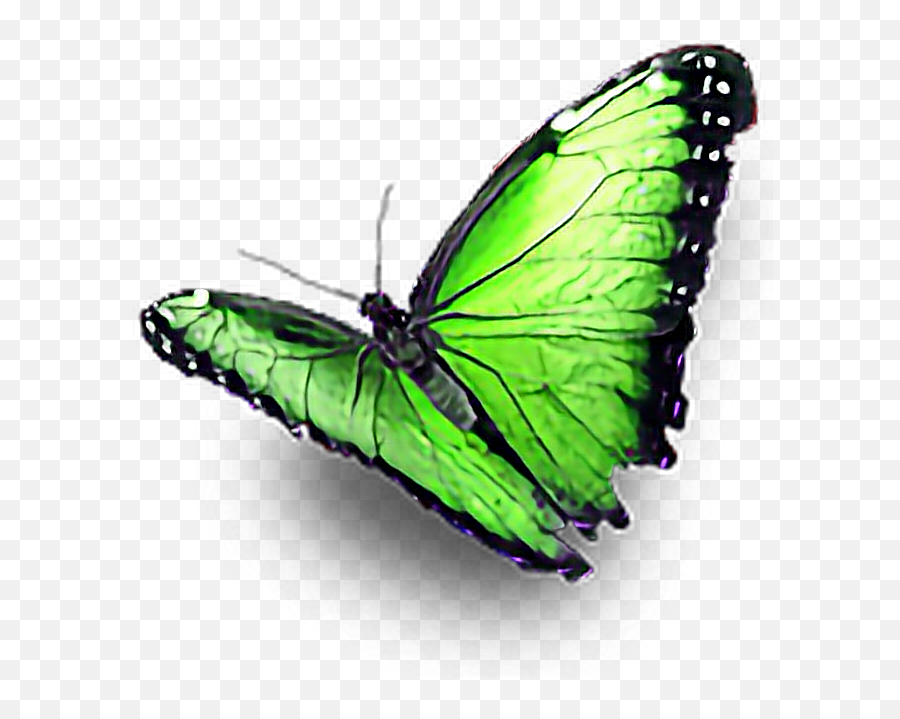 Green Butterfly Ftestickers - Sticker By Chris Real Green Butterfly Png,Real Butterfly Png