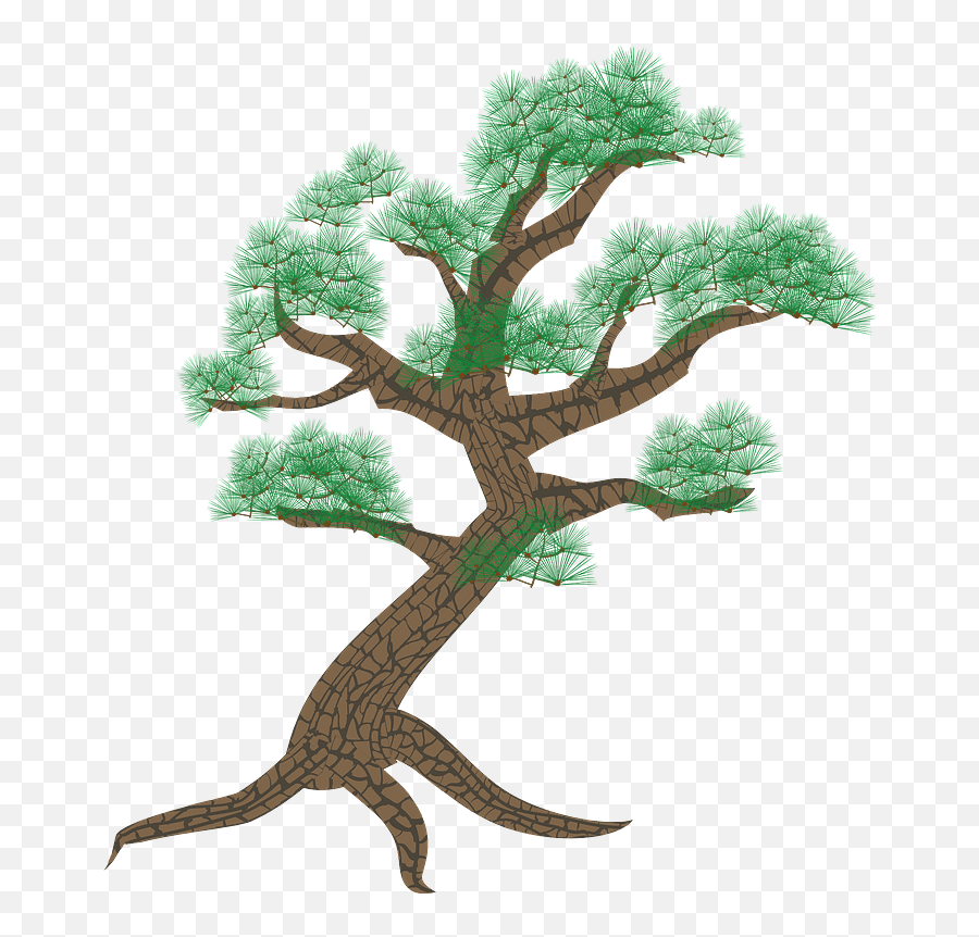 Pine Tree Clipart Free Download Transparent Png Creazilla - California Live Oak,Pine Tree Branch Png