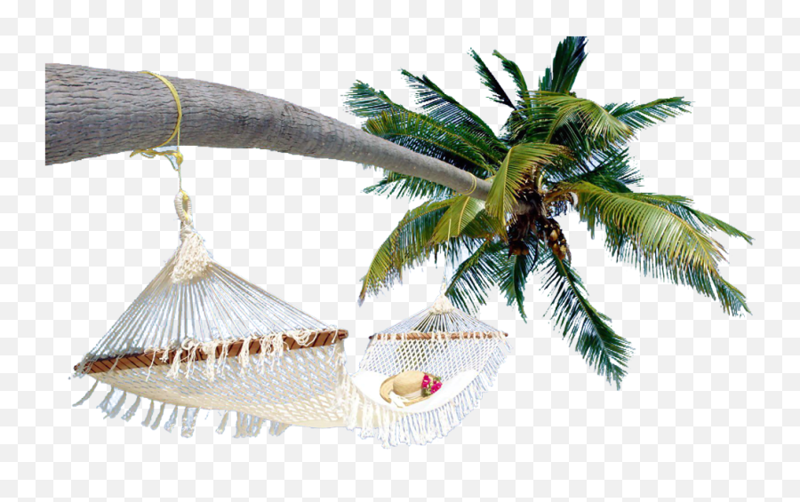 Download Arecaceae Coconut Tree Free Hq Image Clipart - Exotic Beaches In The World Png,Coconut Tree Png