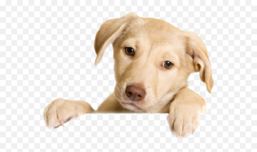 Cute Puppy Png Transparent Images - Cute Dog Png Transparent Background,Cute Puppy Png