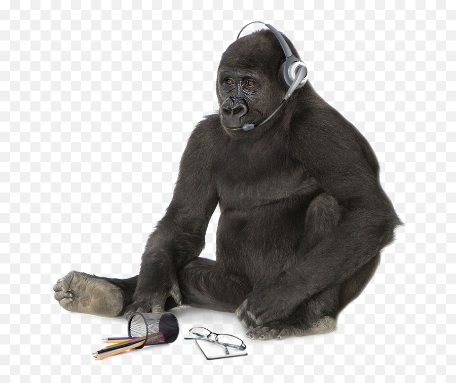 Gorilla Head Png - King Kong Black And White Background,Gorilla Transparent  Background - free transparent png images 