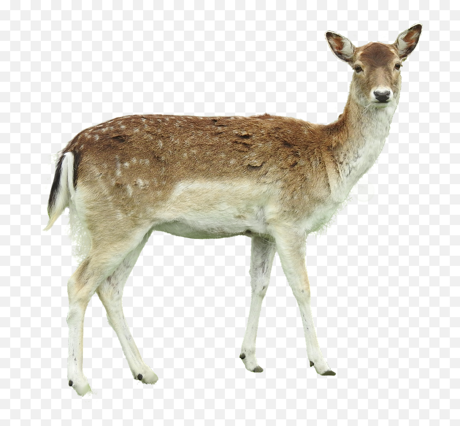 White - White Tailed Deer Png,Deer Transparent Background