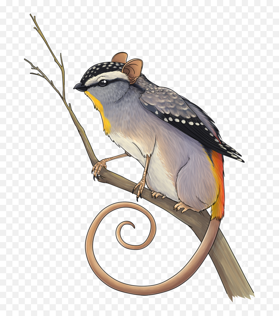 Honey Possum Png Transparent Image - Possum Griffin,Possum Png