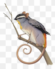 Honey Possum Png Transparent Image - Possum Griffin,Possum Png