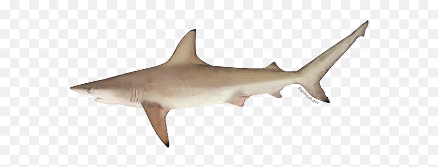 Atlantic Large Coastal Shark Retention - Blacktip Shark Transparent Background Png,Hammerhead Shark Png
