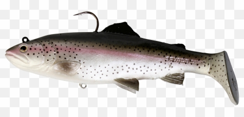 Brown Trout Rainbow 3d Modeling - Savage Gear 3d Trout Rattle Shad Png,Trout Png