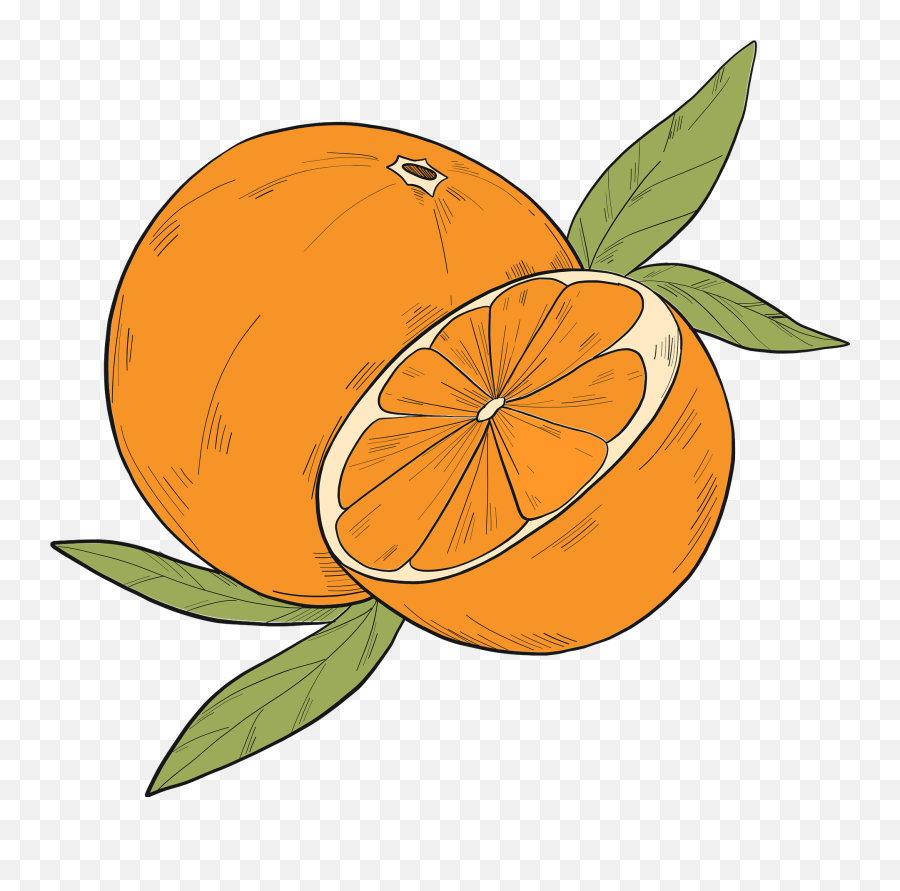 Clipart - Bitter Orange Png,Oranges Png