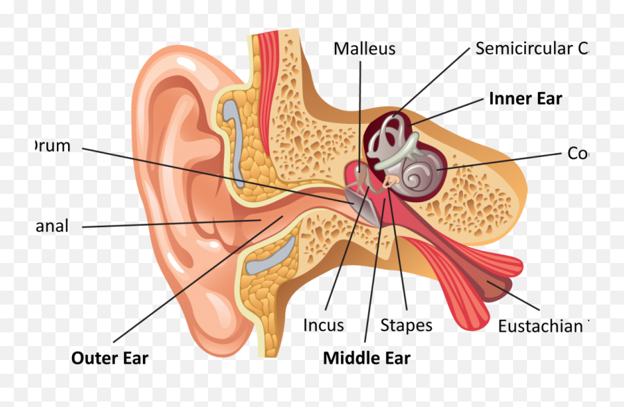 How Your Hearing Works - Parts Of The Ear Hd Png,Ear Transparent