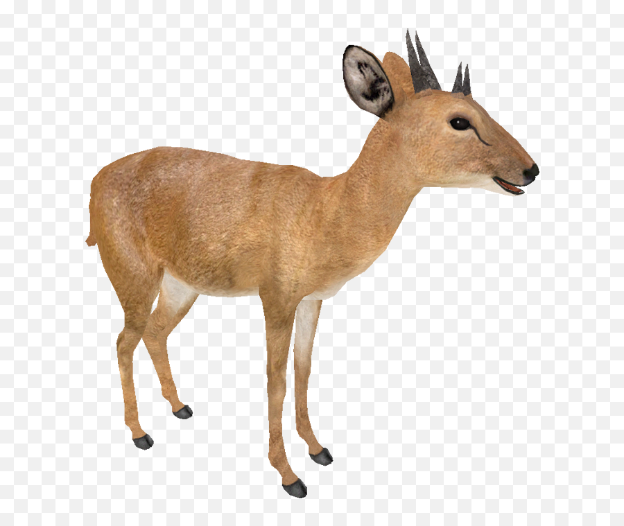 Download Four Horned Antelope Png - Four Horned Antelope Clipart,Antelope Png
