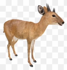 Download Four Horned Antelope Png - Four Horned Antelope Clipart,Antelope Png