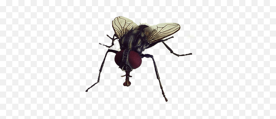 Flies Transparent Png Images - Mata Lalat Dan Mata Lebah,Flies Png