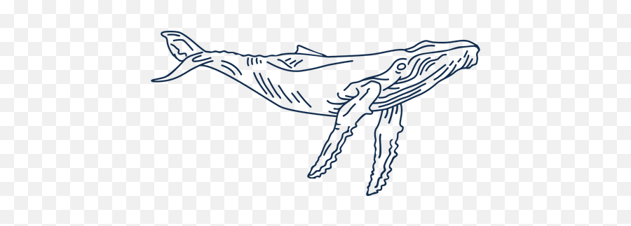 Transparent Png Svg Vector File - Baleen Whale,Blue Whale Png